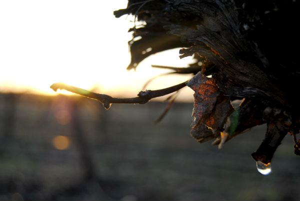 cepa-llora-atardecer-web