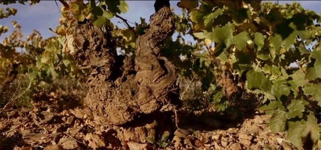 Cepa centenaria Vinos del Viento de Michael Cooper