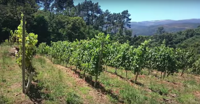 Screen Shot 2018-07-03 at 10.09.43