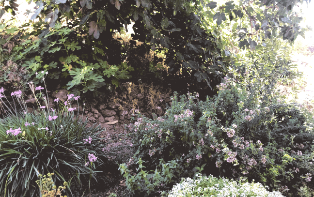 Hierbas-aromáticas