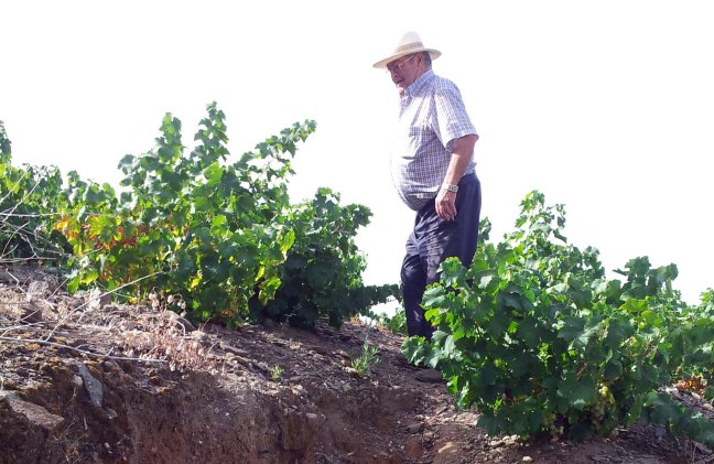 viticultor viña verano