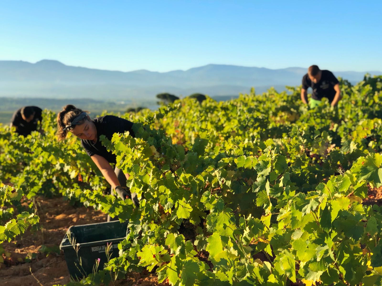 Vendimia en Bodega del Abad