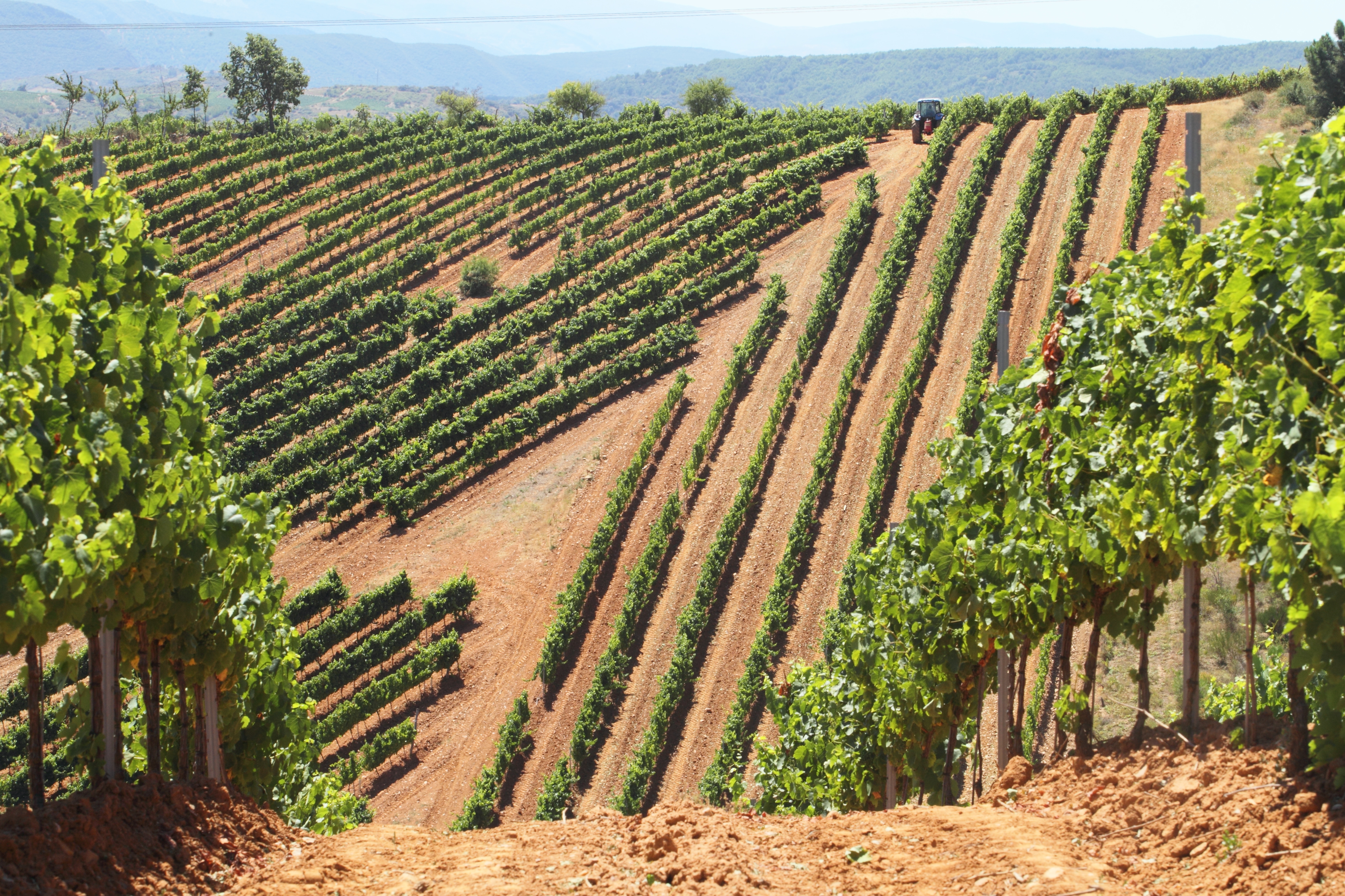 Viñas de Bodega del Abad